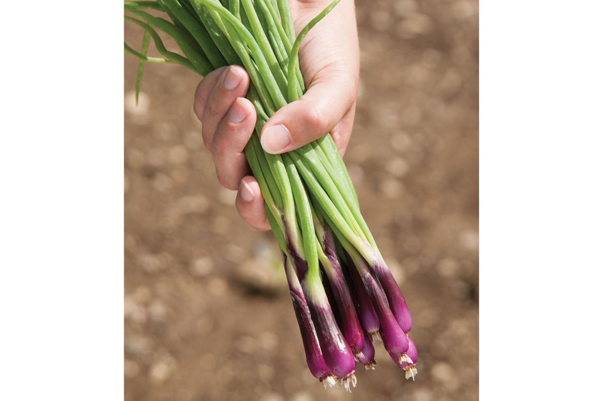 Deep Purple – Organic Onion Seed